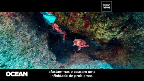ocean vida cebu|Alta temperatura da água ameaça a vida dos oceanos .